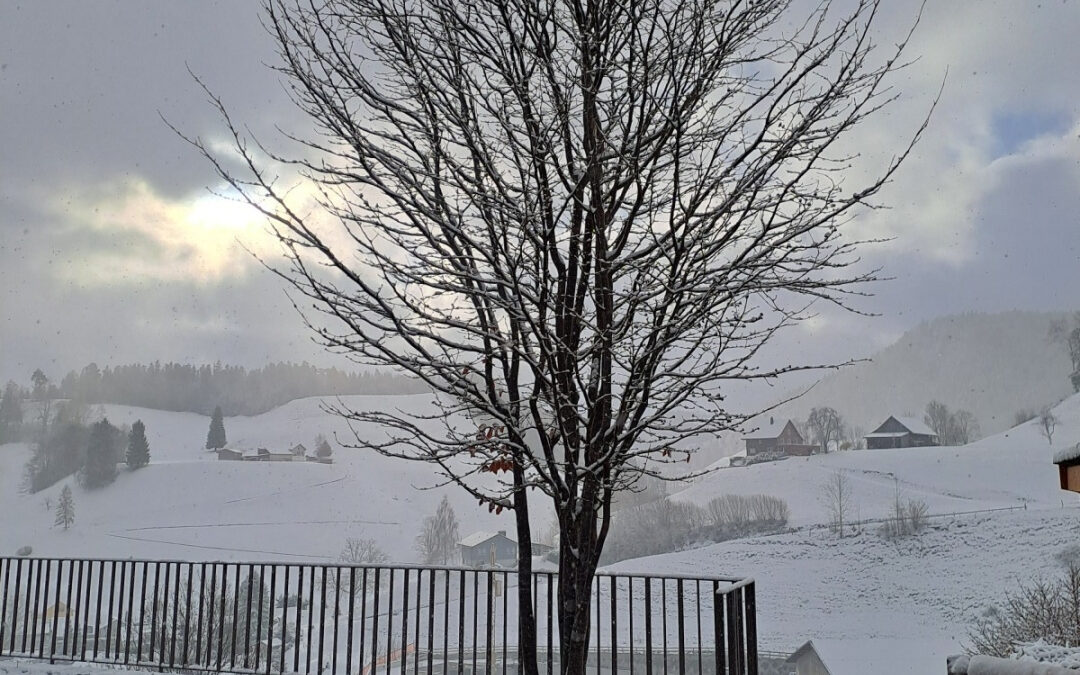 Eisenholzbaum