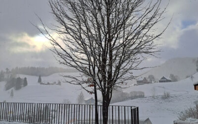 Eisenholzbaum